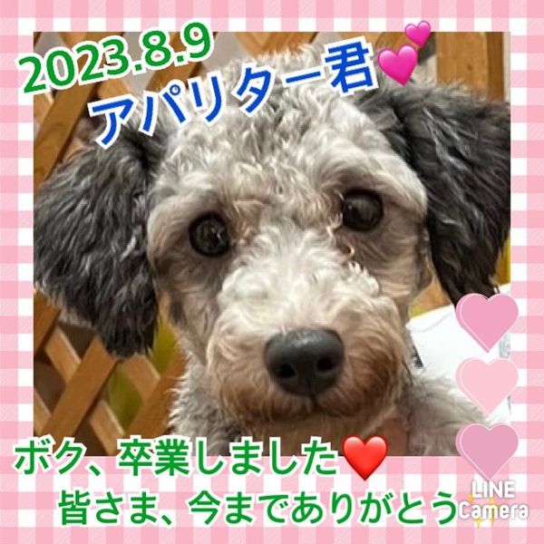 【運命の赤い糸見～つけた💓トイプードルのアパリター君💕】2023,8,9